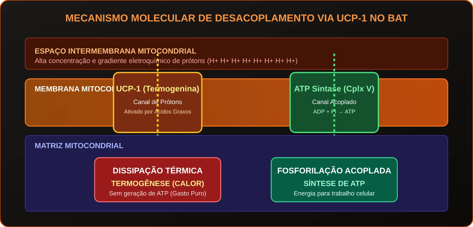 Mecanismo Molecular de Desacoplamento via UCP-1 no BAT