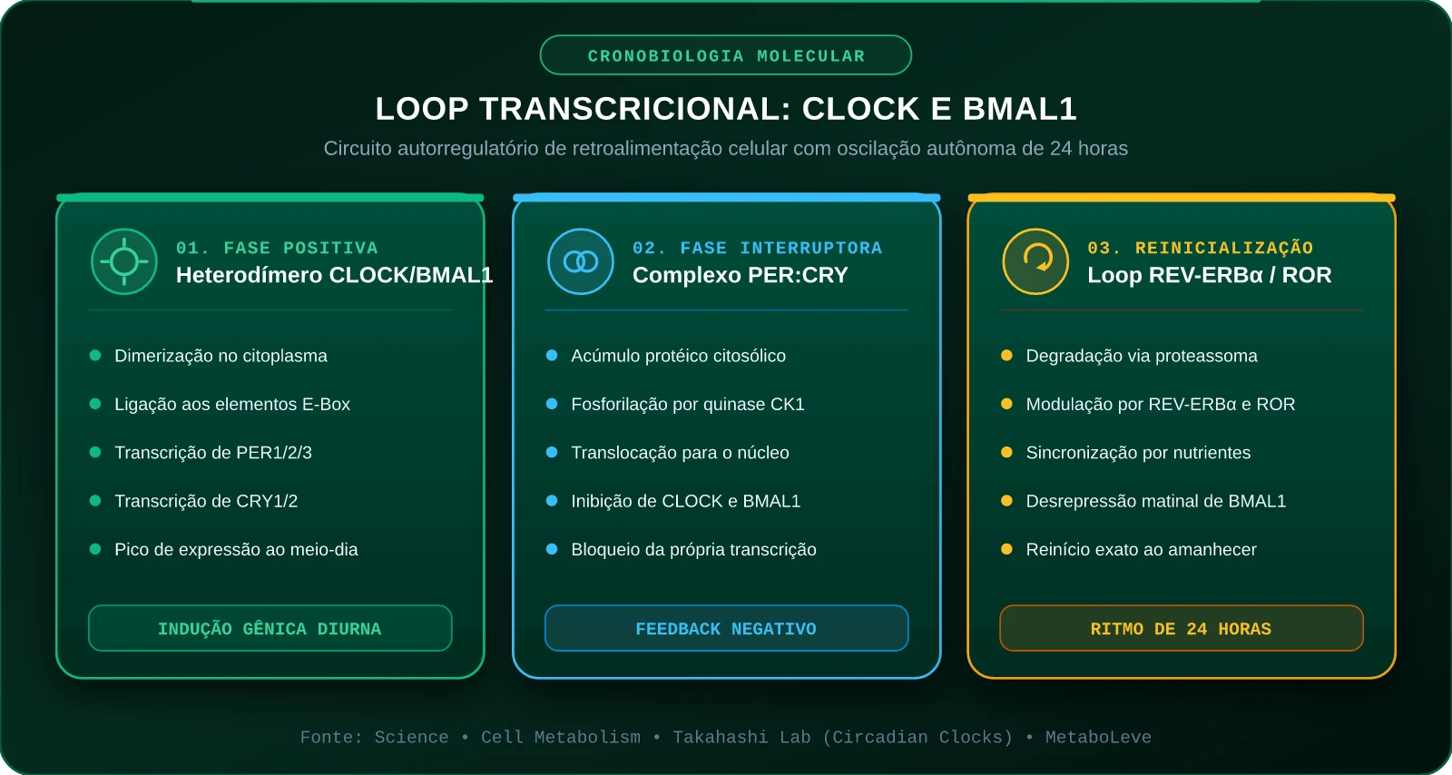 Loop Molecular dos Genes Relógio CLOCK e BMAL1