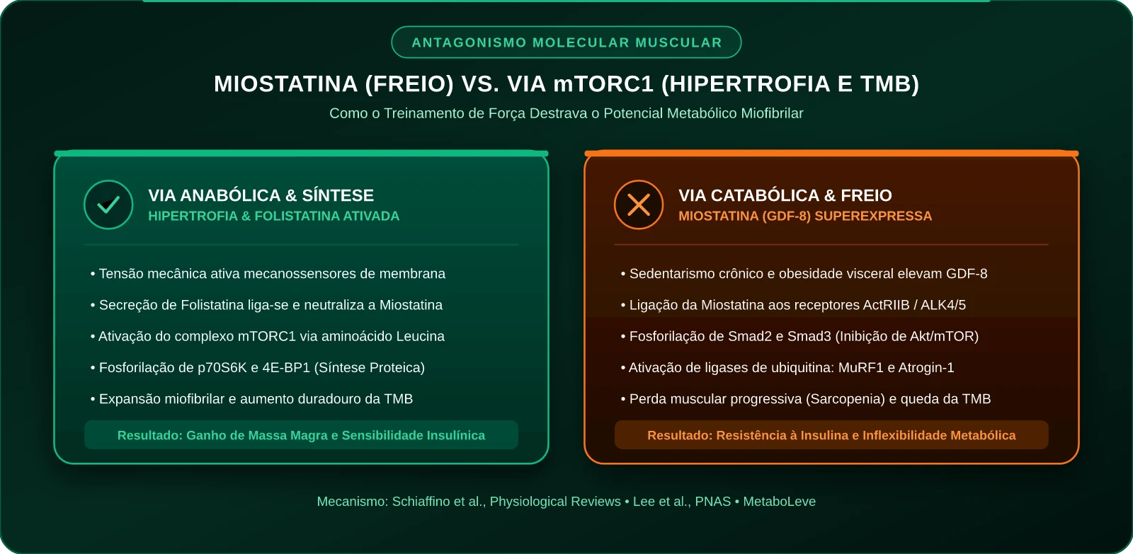 Balanço Molecular: Miostatina vs Via mTORC1
