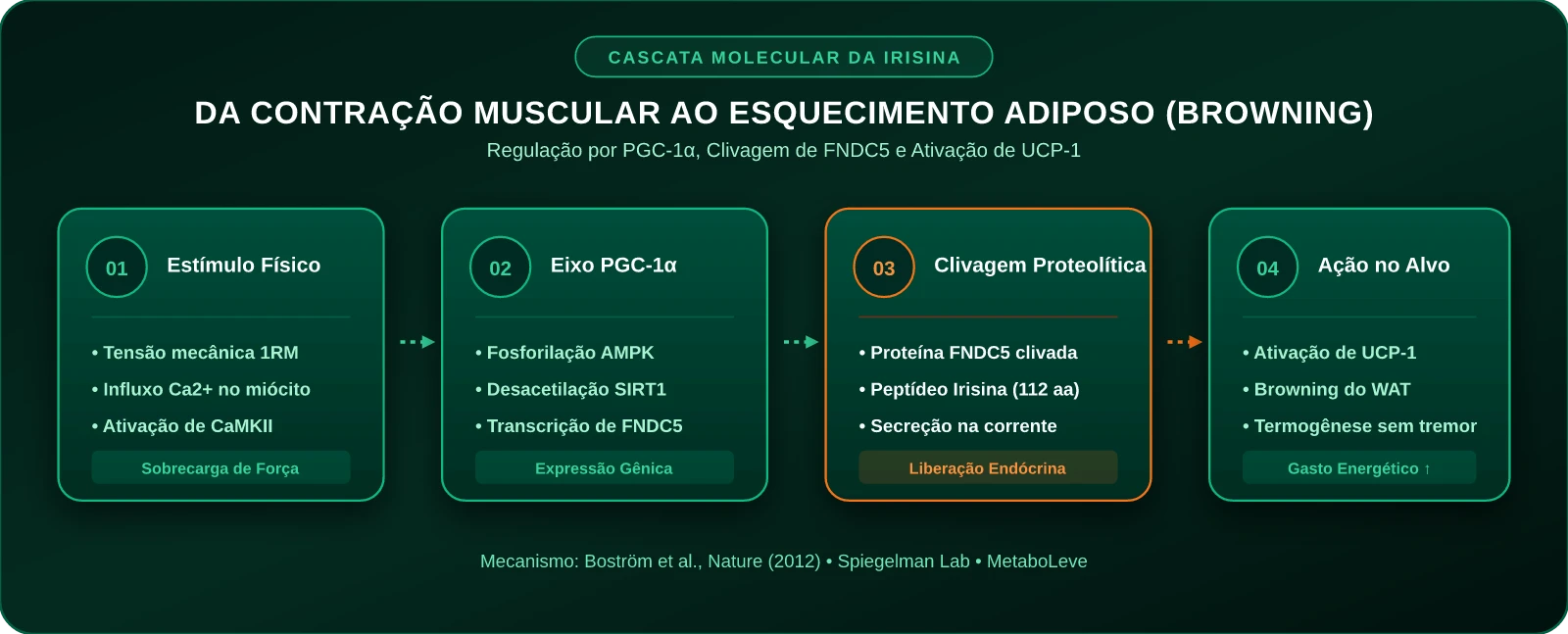 Cascata Molecular de Liberação da Irisina