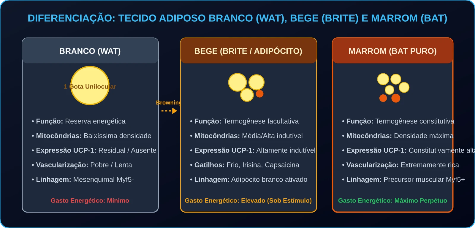 Diferenciação entre Tecido Adiposo Branco, Bege e Marrom