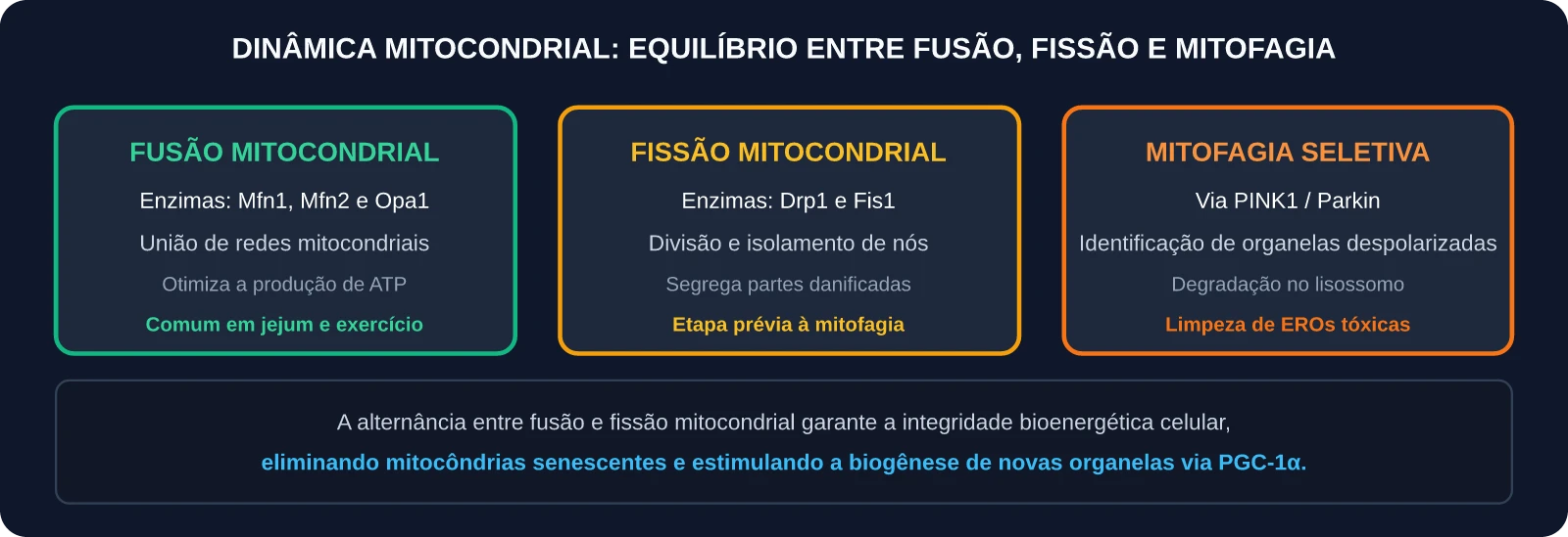 Dinâmica Mitocondrial: Fusão, Fissão e Mitofagia
