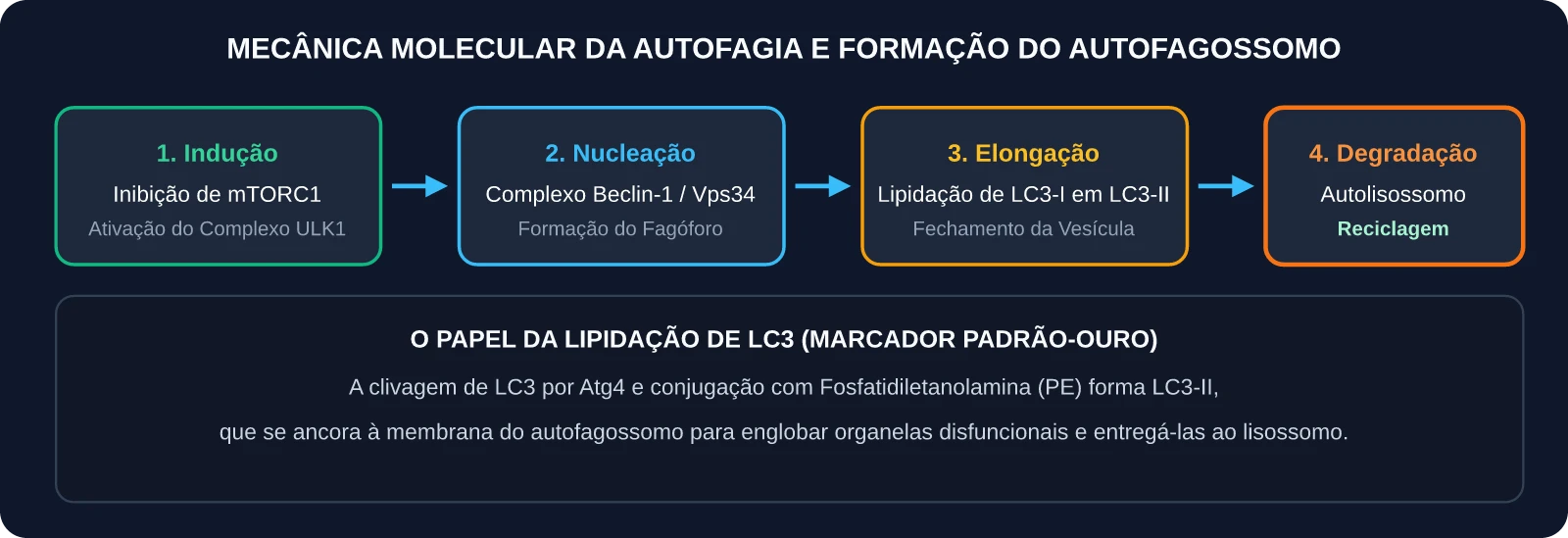 Mecânica Celular da Autofagia e Formação do Autofagossomo