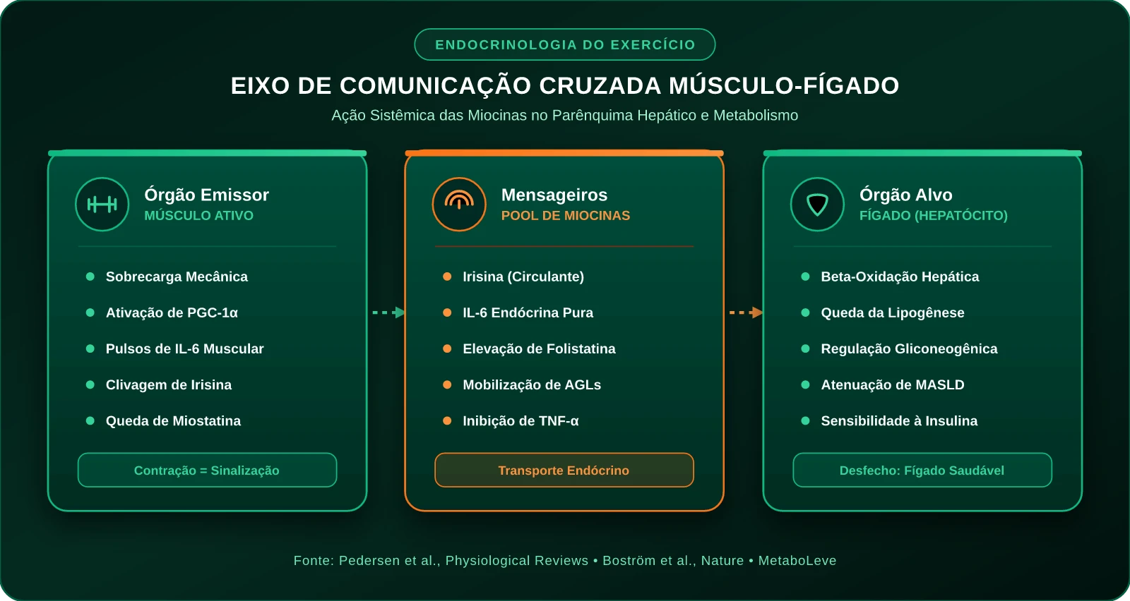 Eixo de Comunicação Cruzada Músculo-Fígado