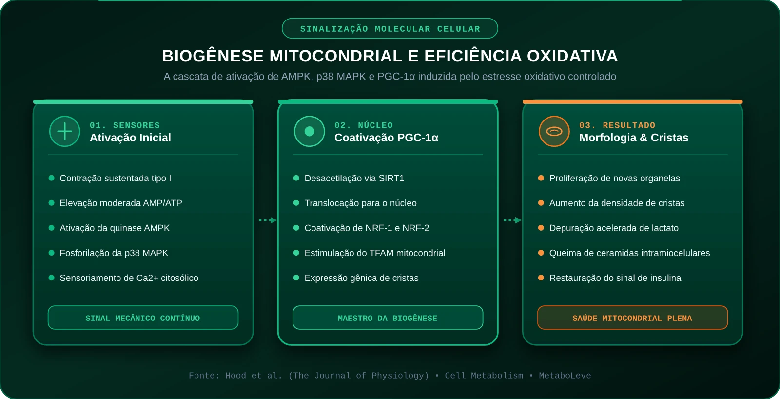 Biogênese Mitocondrial e Eficiência Oxidativa