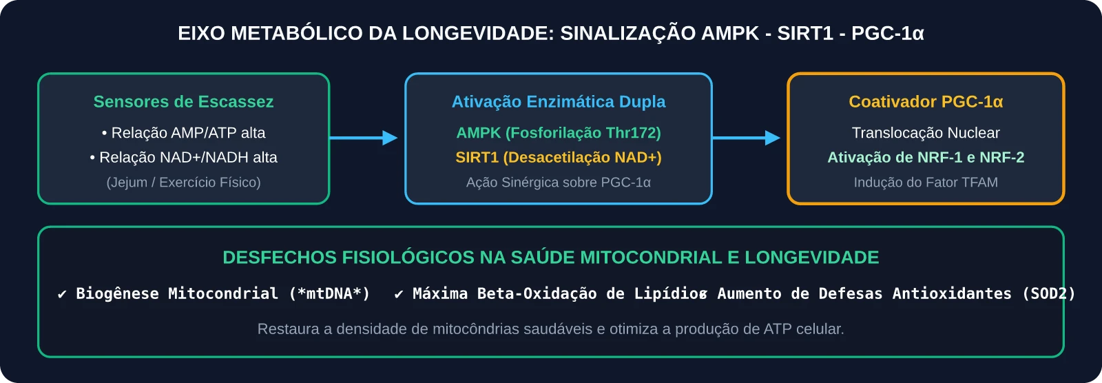 Cascata de Sinalização Molecular do Eixo AMPK-SIRT1-PGC-1α