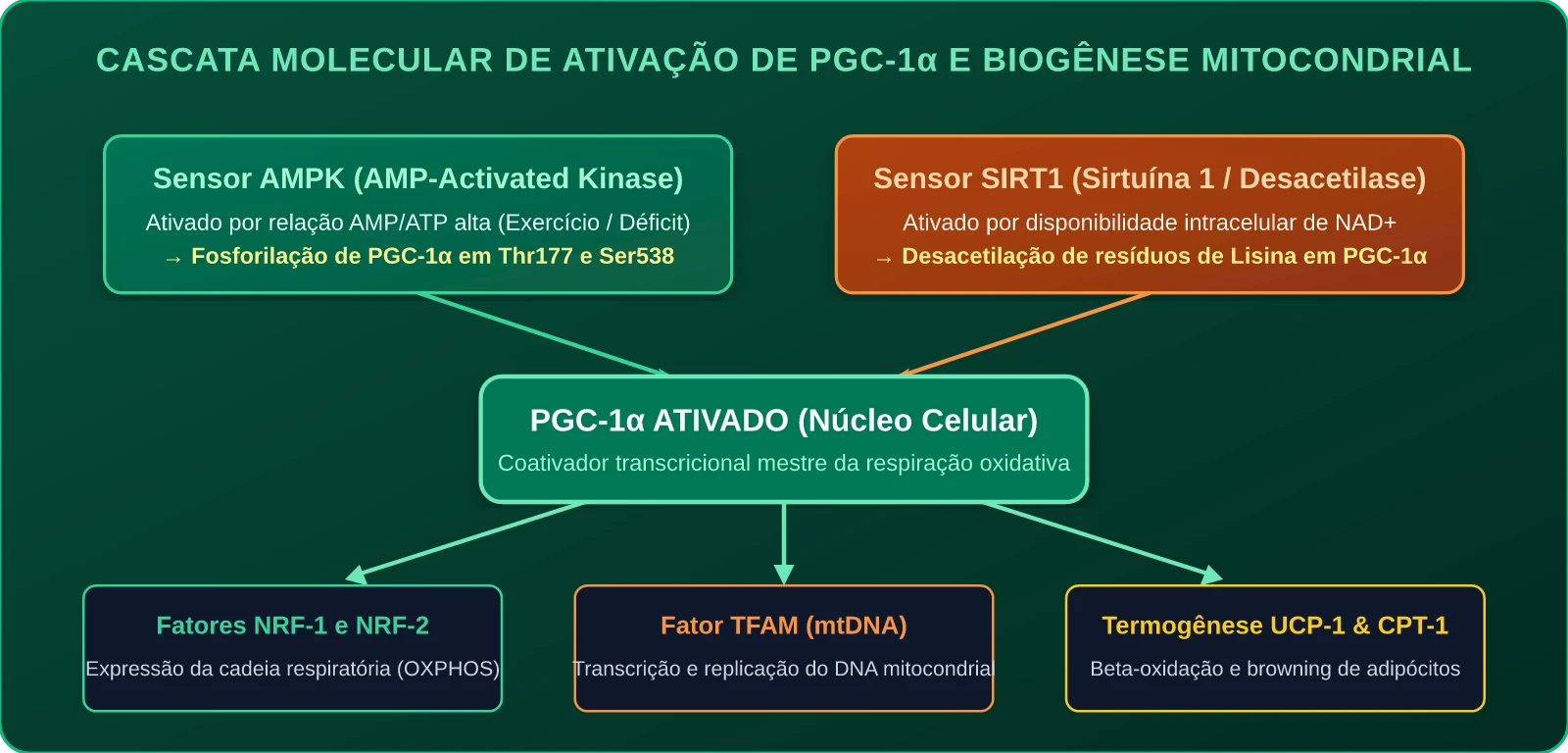 Cascata Molecular de Ativação de PGC-1α e Biogênese Mitocondrial