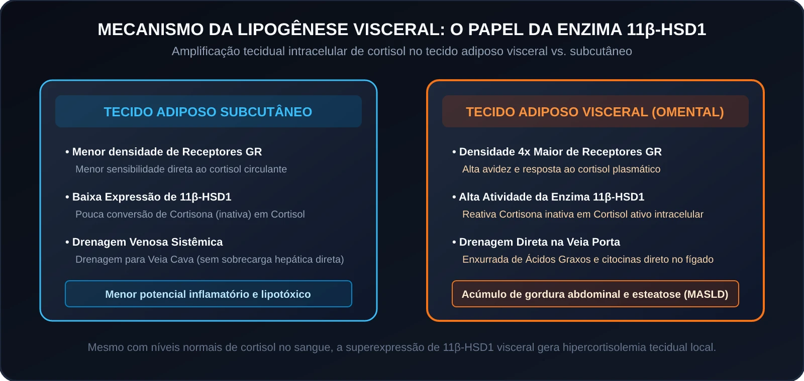 Mecanismo da Lipogênese Visceral e Enzima 11β-HSD1