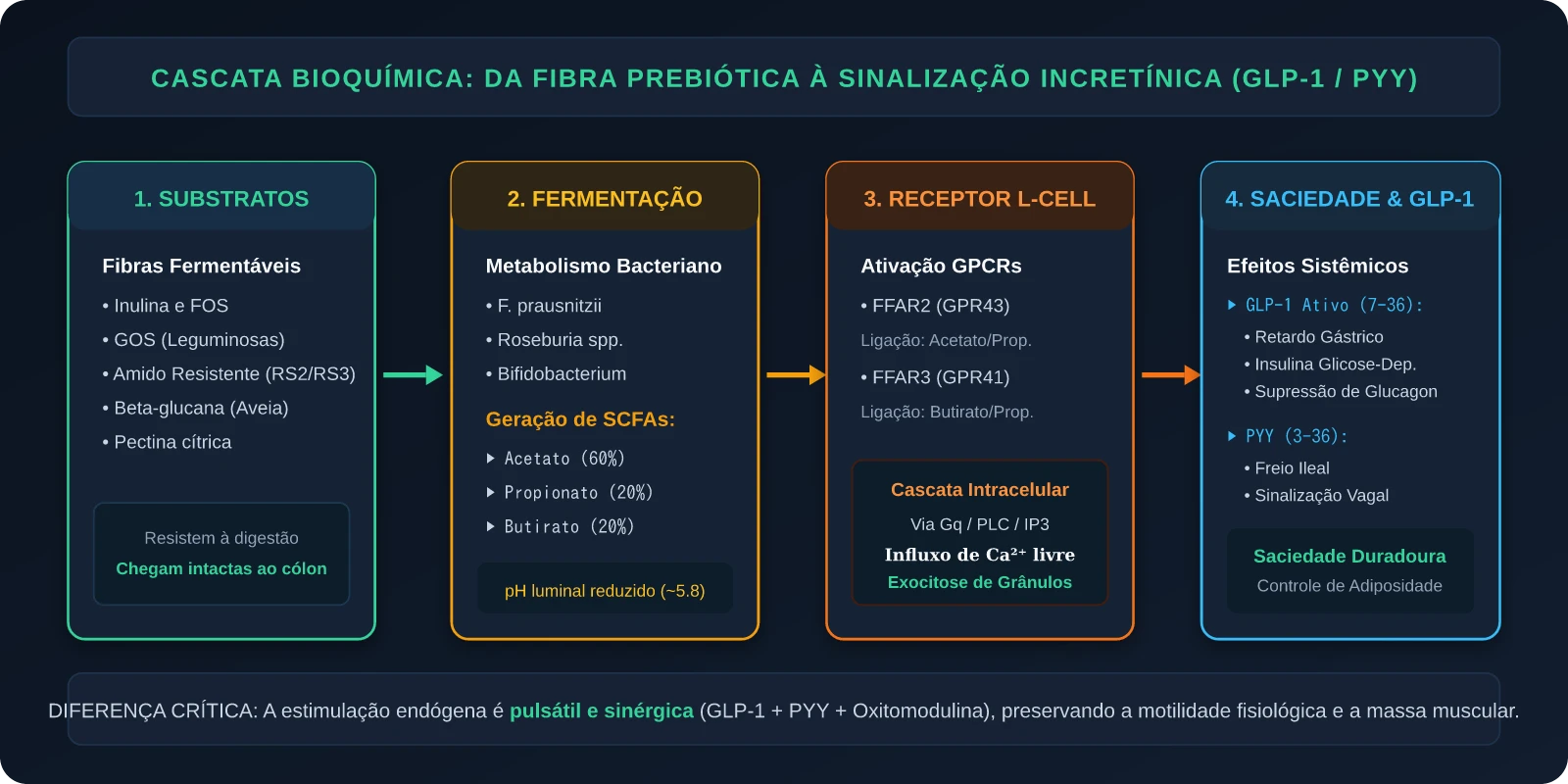 Cascata Bioquímica: Da Fermentação de Fibras à Liberação de GLP-1 e PYY